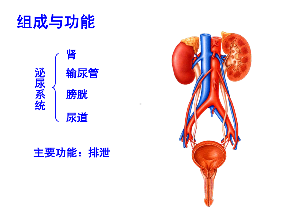 人体解剖生理学课件：第9章-泌尿系统.ppt_第3页