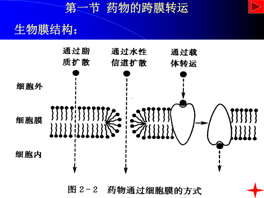 机体对药物的作用课件.ppt_第2页