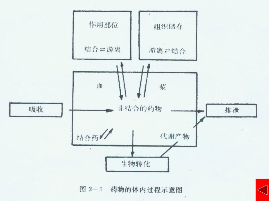 机体对药物的作用课件.ppt_第3页