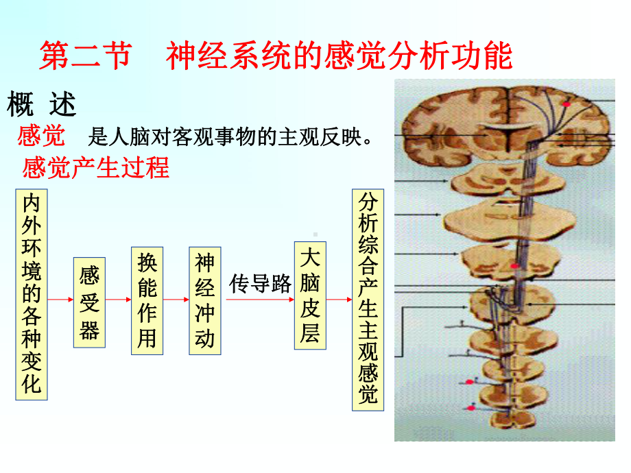 经内囊投射至大脑皮层课件.ppt_第1页