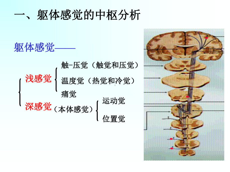 经内囊投射至大脑皮层课件.ppt_第2页