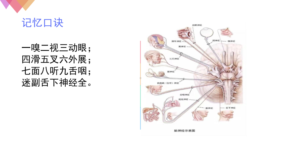 颅神经解剖及影像表现课件.pptx_第3页