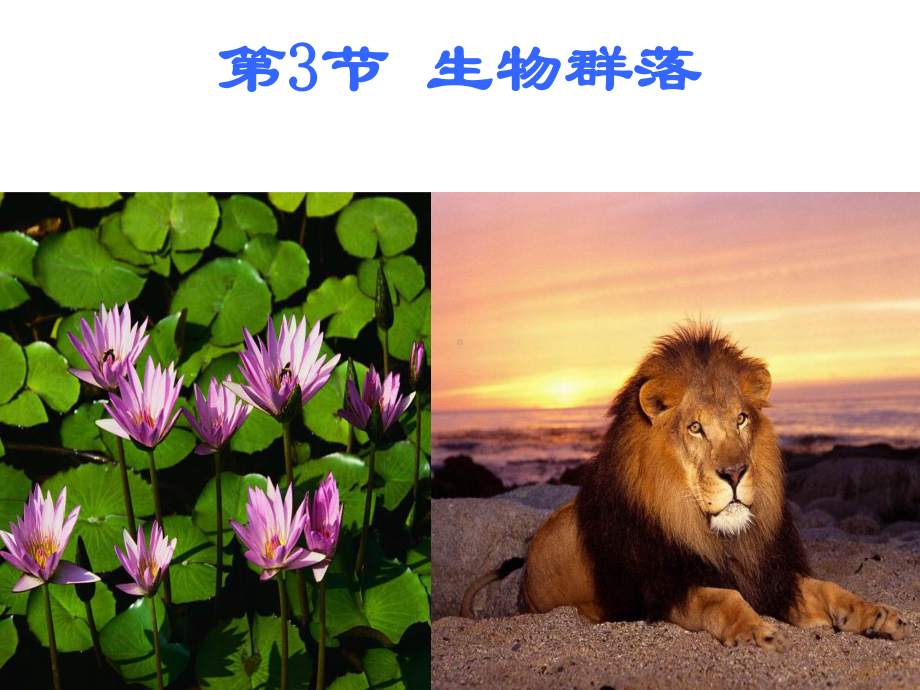 不同类型的生物群落课件.ppt_第1页