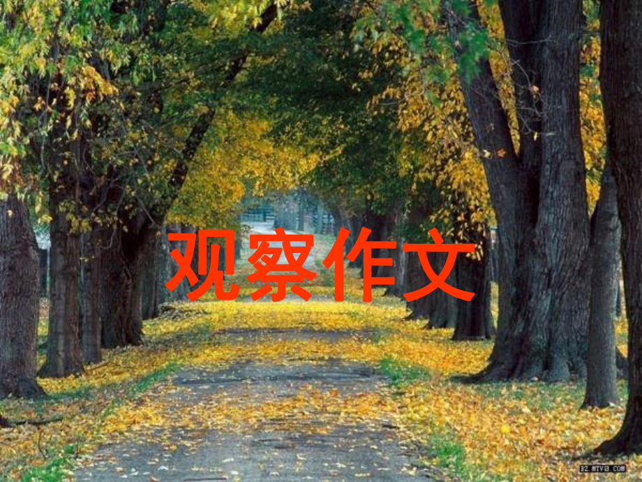 观察作文指导课件.ppt_第1页