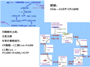 氧化磷酸化的抑制剂课件.ppt