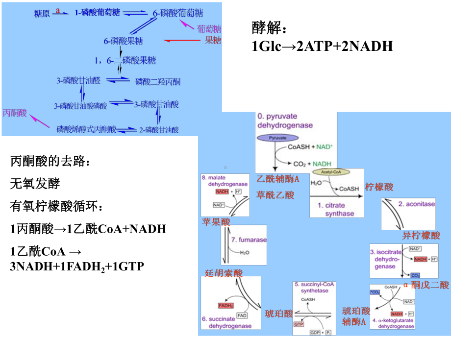 氧化磷酸化的抑制剂课件.ppt_第1页