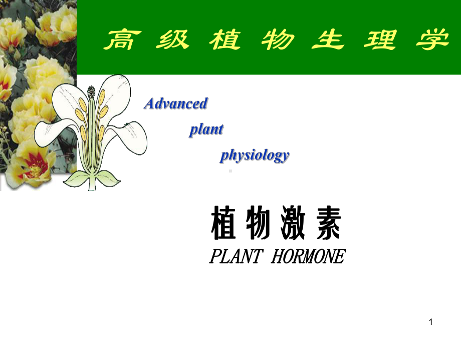 植物激素Plant-hormones课件.ppt_第1页