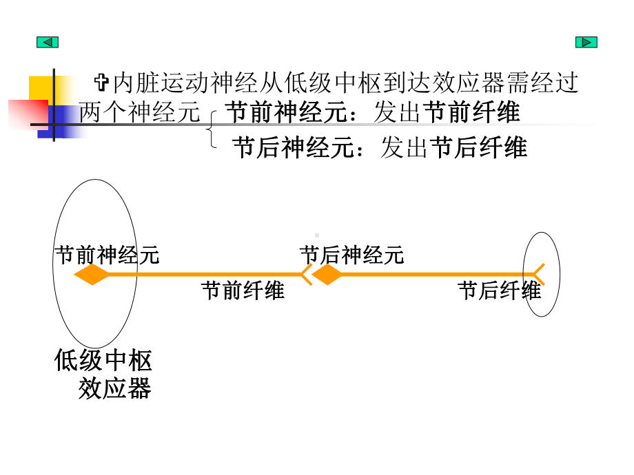 内脏神经分析课件.ppt_第3页