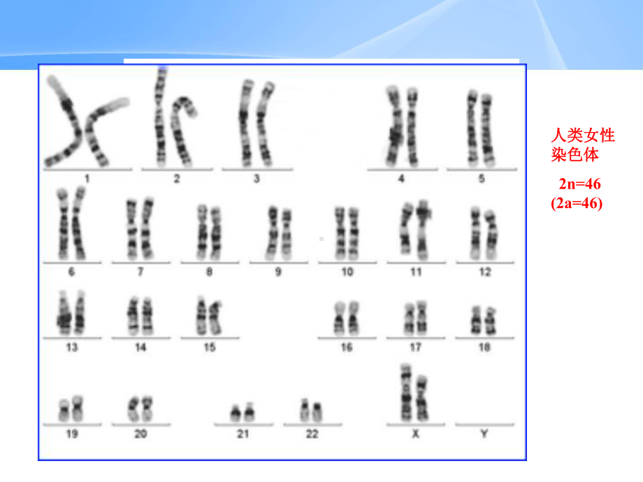 减数分裂和受精作用课件.ppt_第2页