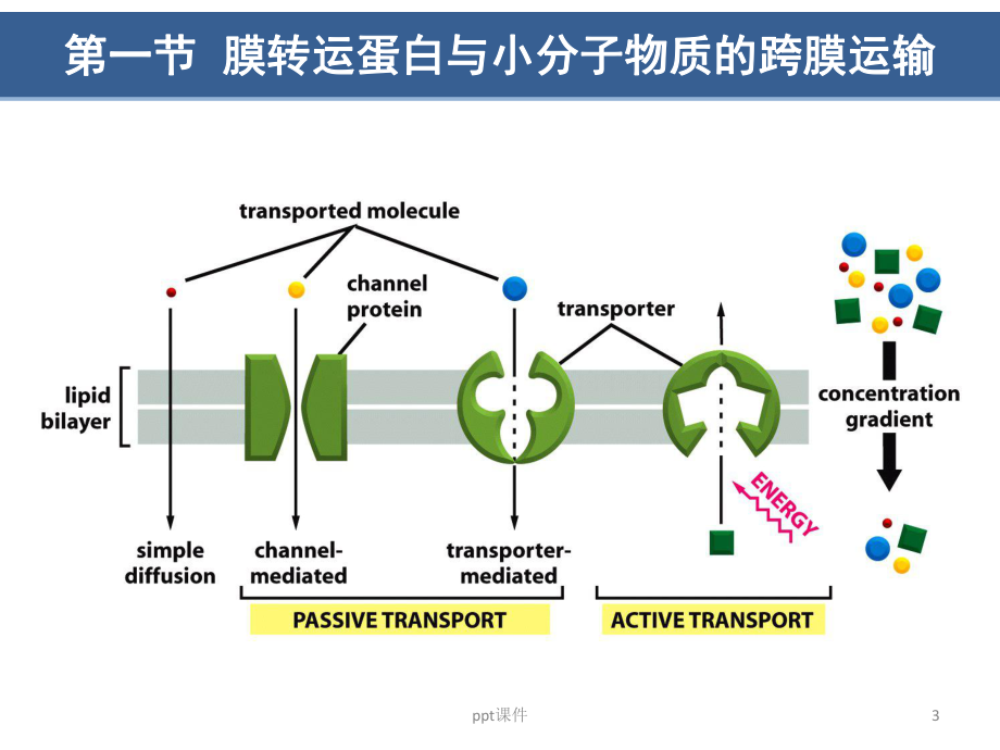 翟中和细胞生物学第5章物质的跨膜运输课件.ppt_第3页