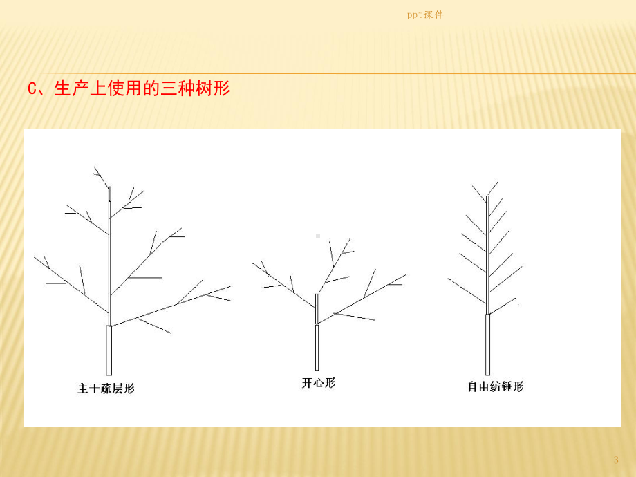 核桃树整形修剪课件.ppt_第3页