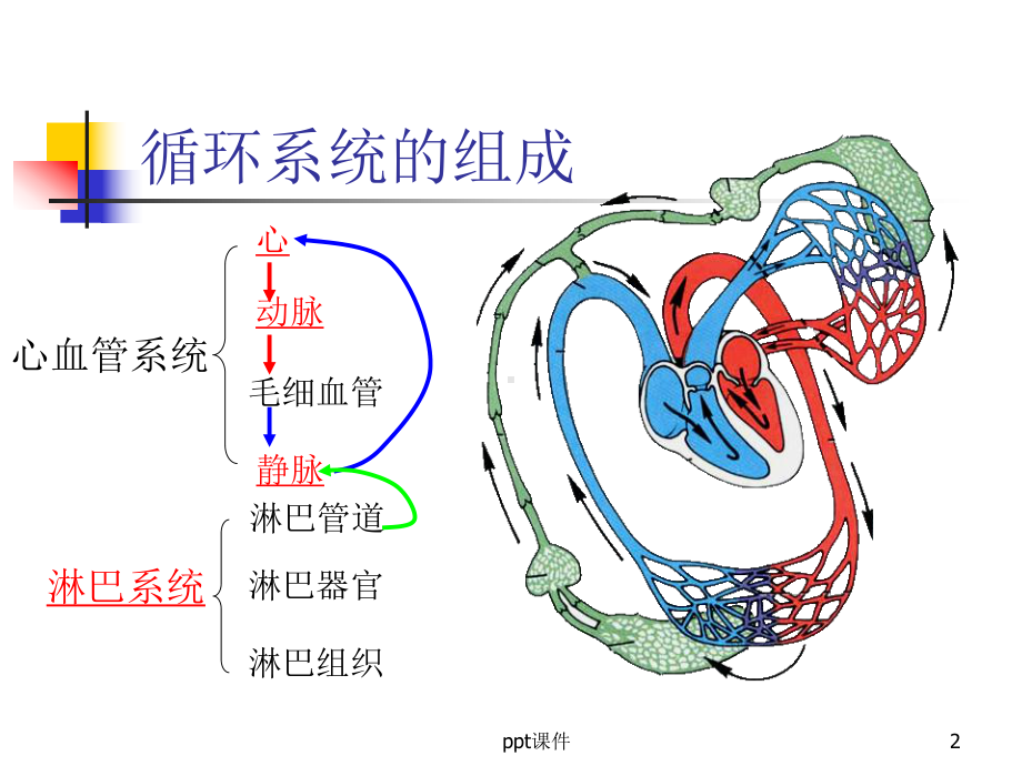 人体解剖学-循环系统课件.ppt_第2页