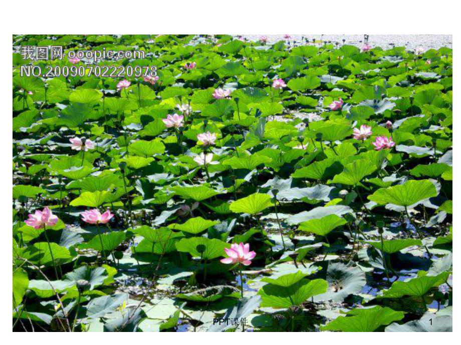 看图写话第四讲(夏天的池塘)景物篇课件.ppt_第1页