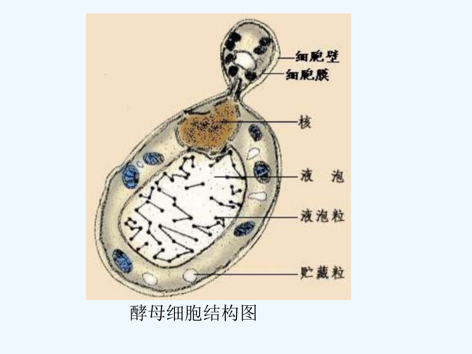 酵母蔗糖酶的提取分离纯化及其蛋白质浓度和酶活力测定(126)课件.ppt_第3页