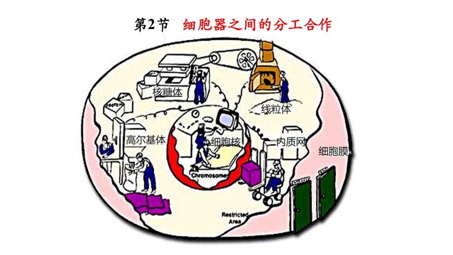 第3章第2节-细胞器之间的分工合作课件.pptx_第1页