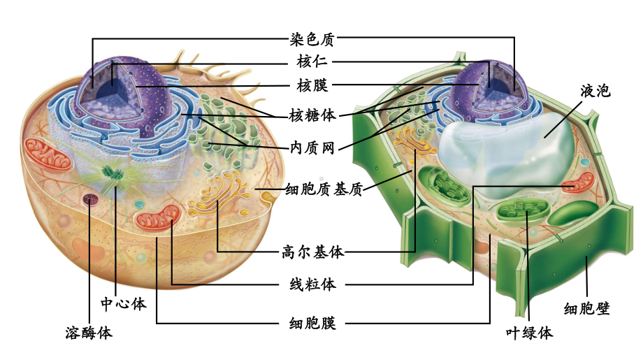 第3章第2节-细胞器之间的分工合作课件.pptx_第2页