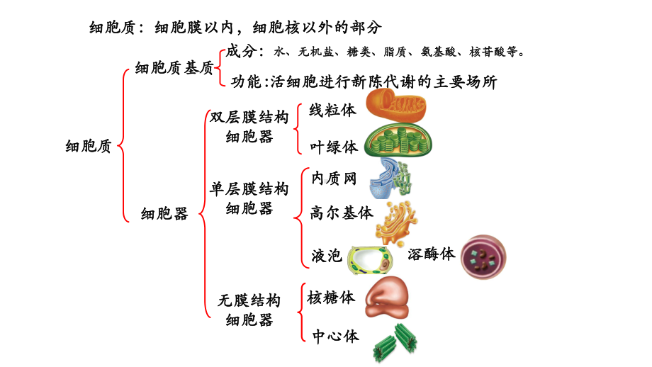 第3章第2节-细胞器之间的分工合作课件.pptx_第3页