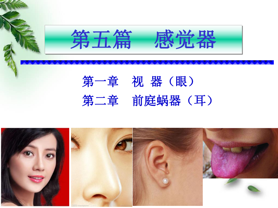 解剖学-感觉器-前庭蜗器(临床专业)课件.ppt_第1页