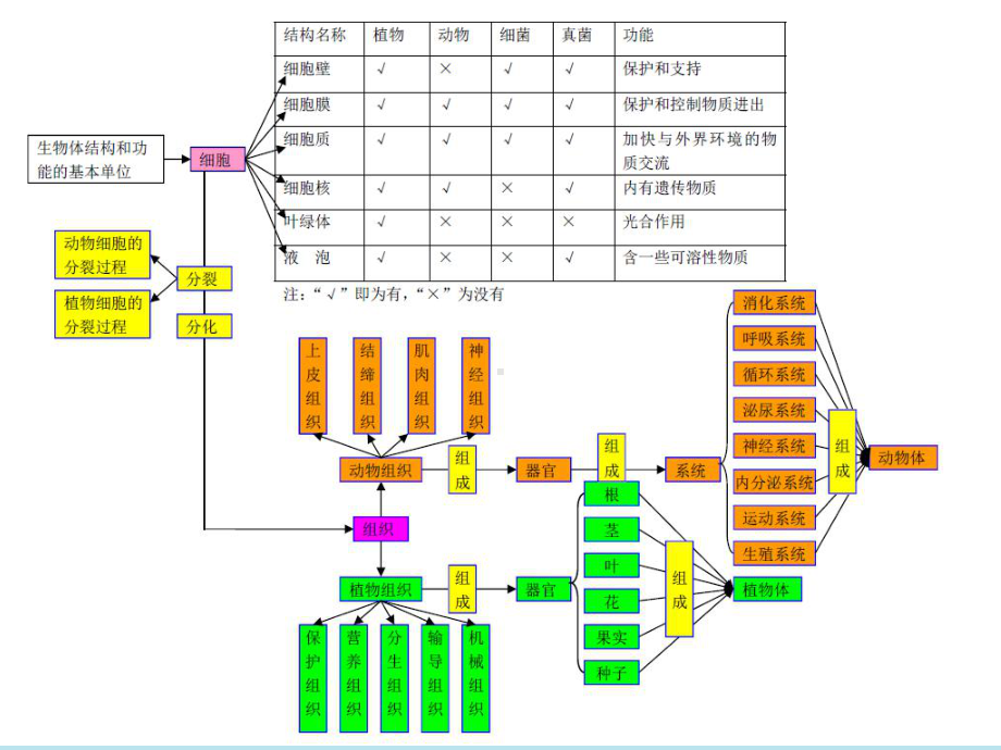 初二生物复习思维导图课件.ppt_第2页