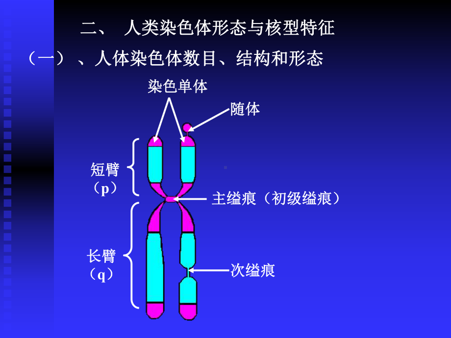 人类染色体形态与核型特征课件.ppt_第3页