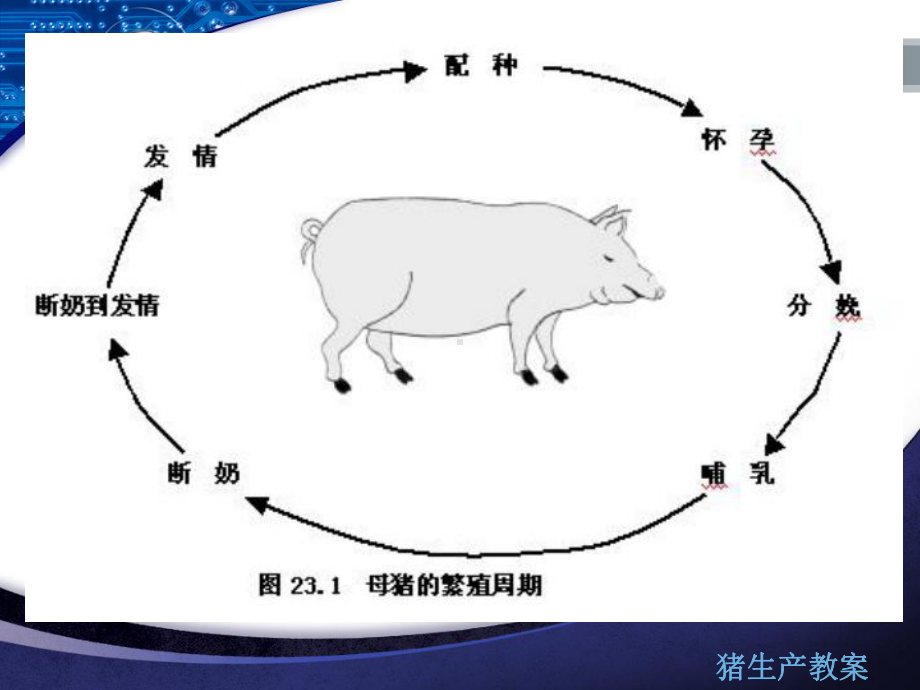 后备母猪与空怀母猪的饲养管理课件.ppt_第3页