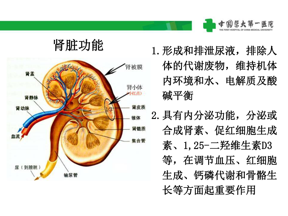 肾脏疾病的试验诊断课件.ppt_第3页