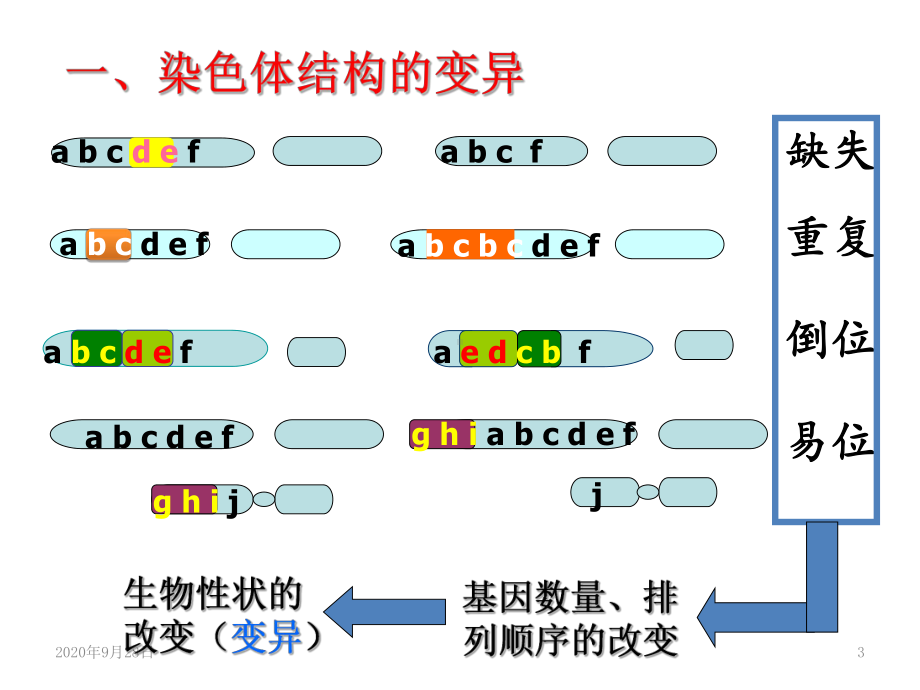 高三一轮复习-染色体变异课件.ppt_第3页