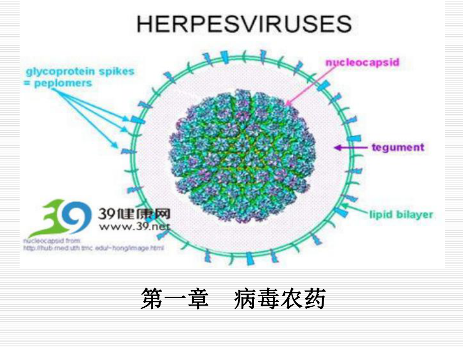 生物农药-第一章-病毒农药第1-部分-洪华珠主编课件.ppt_第1页