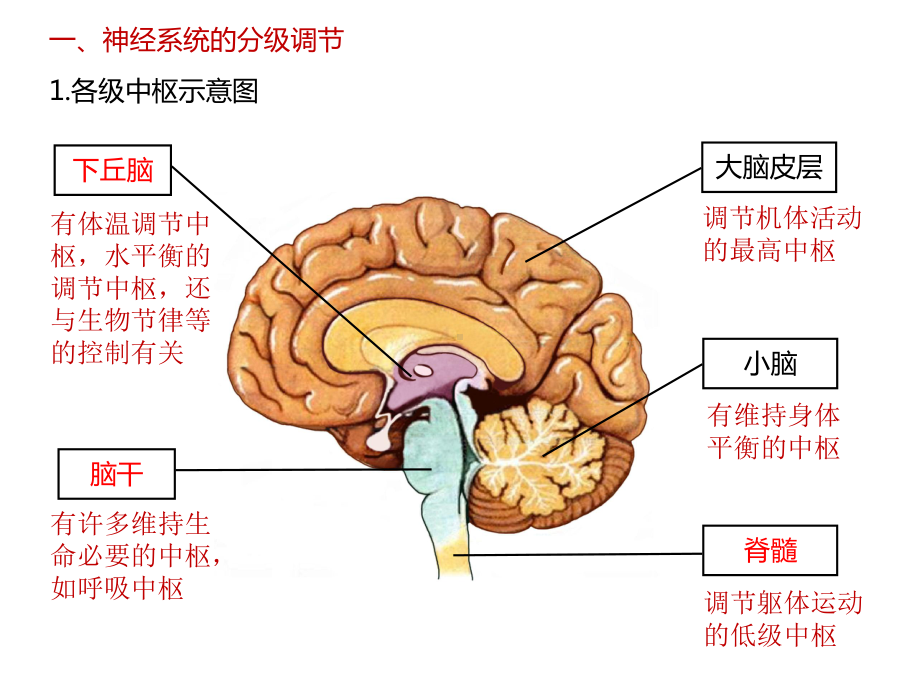 高中生物一轮复习课件21神经调节-3.pptx_第2页