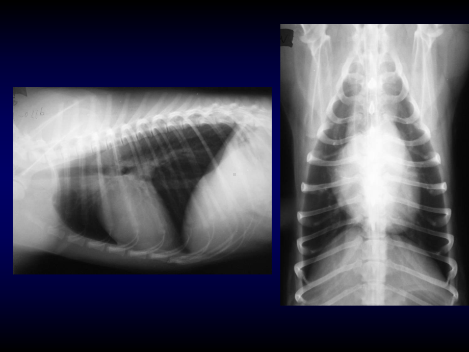 兽医影像学-胸部的影像检查课件.ppt_第3页