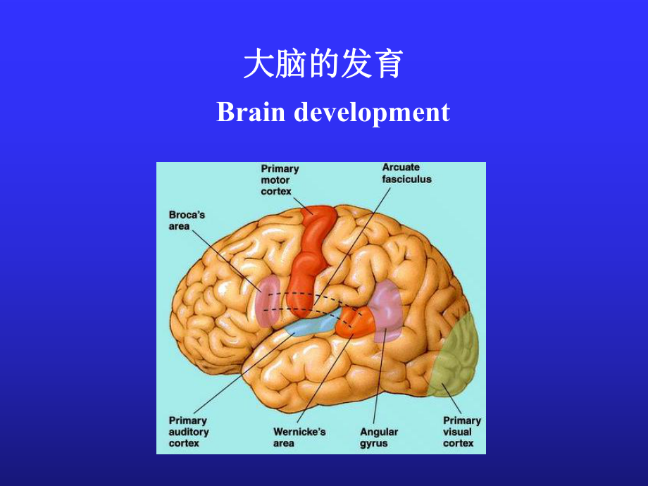 儿童神经心理发育优秀课件.ppt_第2页