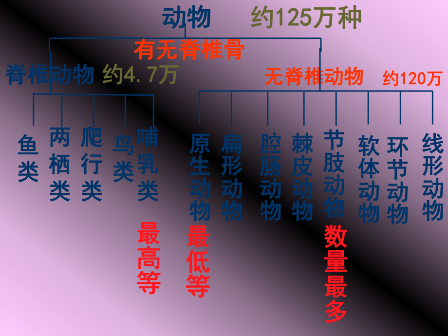 七级科学无脊椎动物分类课件.ppt_第3页