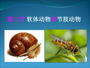 初中生物八年级上册《第三节软体动物和节肢动物》课件3.ppt