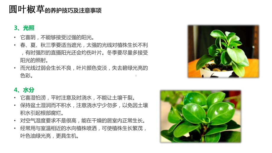 常见绿植养护方法课件.ppt_第3页