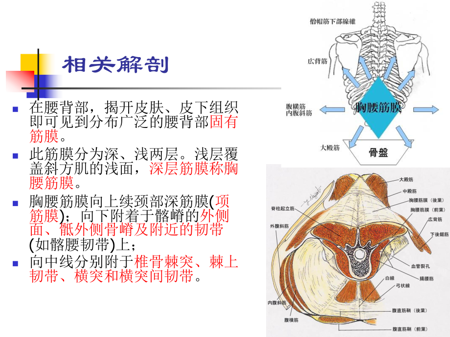 胸腰筋膜与腰肋韧带损伤课件.ppt_第3页