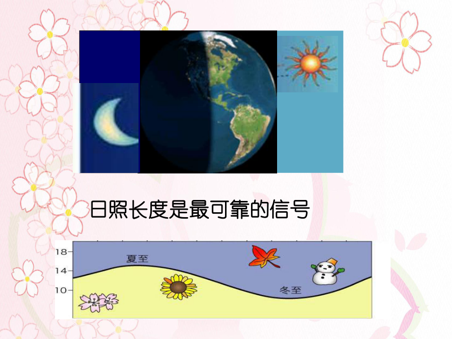 第二章链接-光周期现象课件.ppt_第3页