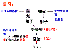 浙教版-七年级科学下册-第一章-代代相传的生命-复习课件.ppt