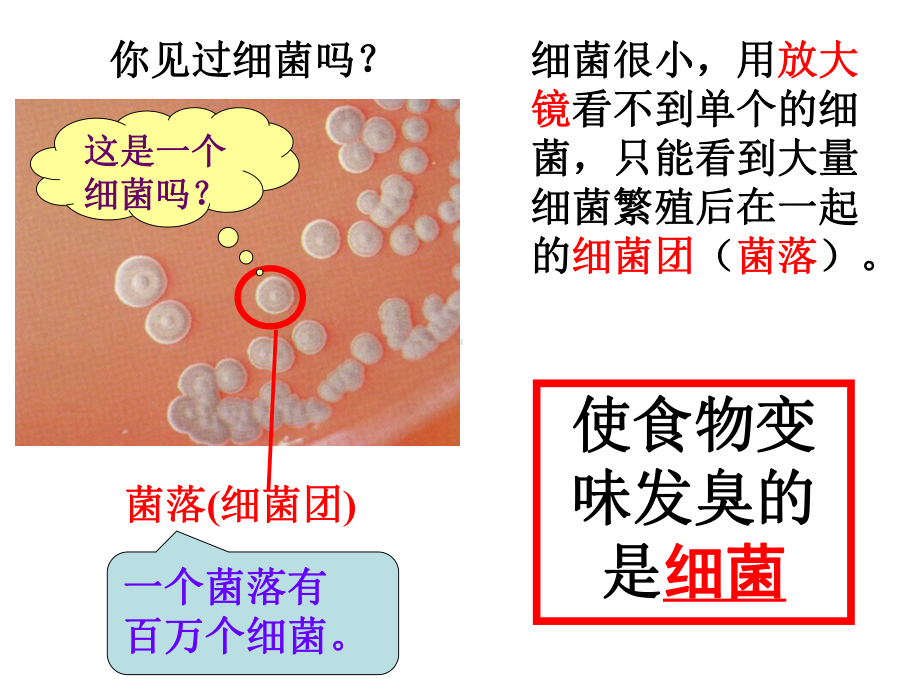 浙教版七年级科学下册-16细菌和真菌的繁殖课件.ppt_第3页