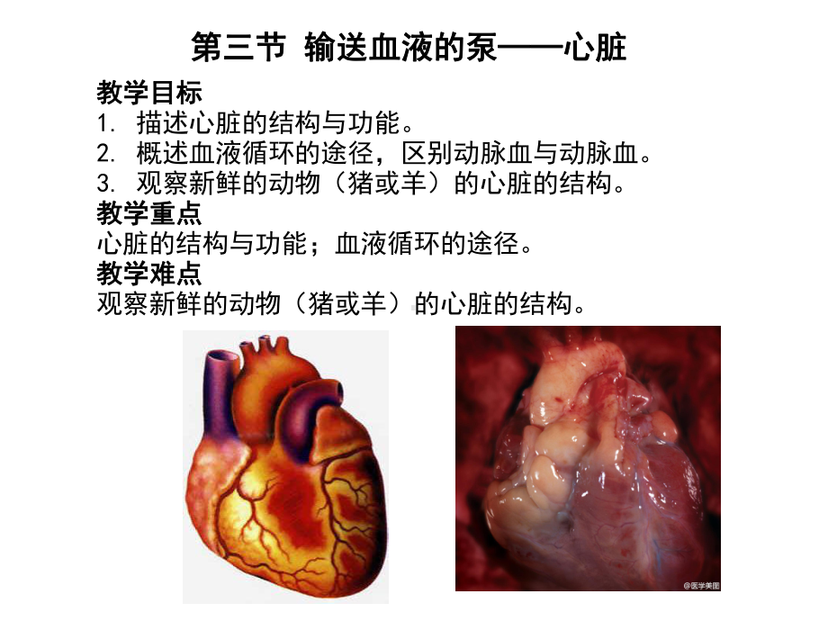 第三节输送血液的泵课件.ppt_第1页