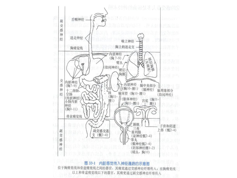 第33章-神经系统对内脏活动本能行为-和情绪的控制-一自课件.ppt_第2页