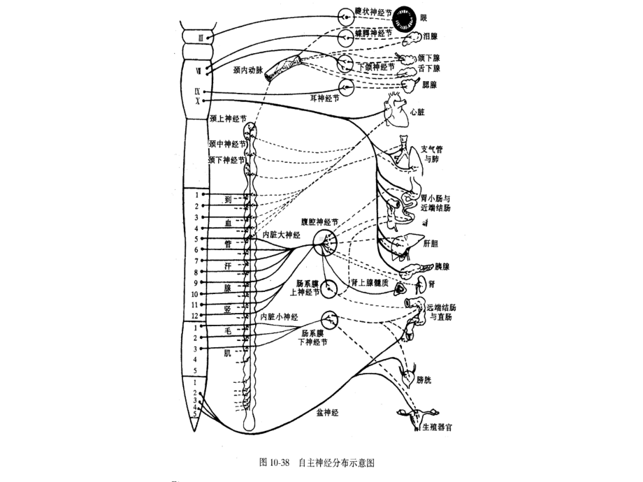 第33章-神经系统对内脏活动本能行为-和情绪的控制-一自课件.ppt_第3页