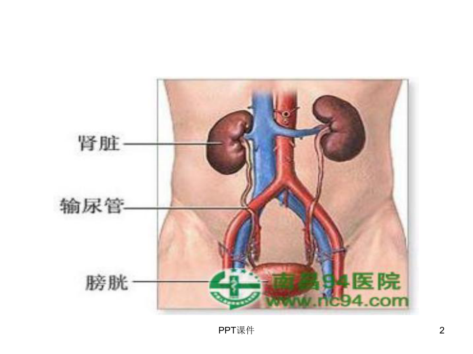 肾病综合征课件-2.ppt_第2页