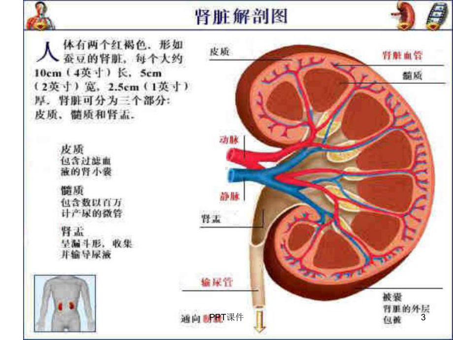 肾病综合征课件-2.ppt_第3页