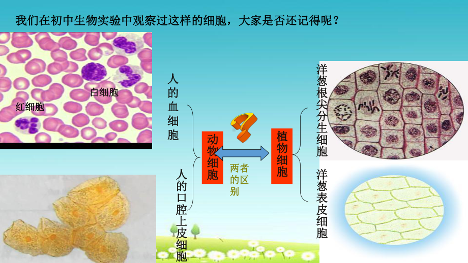 高中生物第一章走近细胞12细胞的多样性和统一性课件新人教版必修11.ppt_第1页