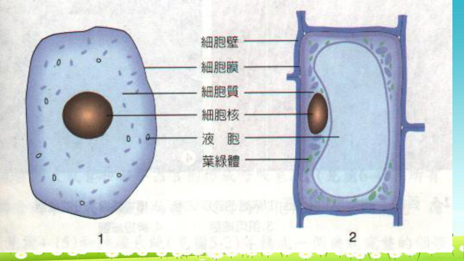 高中生物第一章走近细胞12细胞的多样性和统一性课件新人教版必修11.ppt_第2页