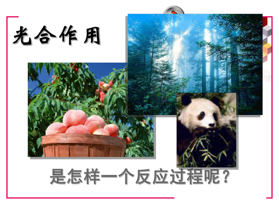 影响光合作用强度(速率)的因素课件.ppt_第2页