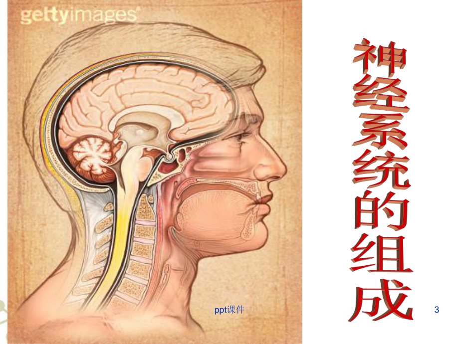 神经系统的组成公开课课件.ppt_第3页