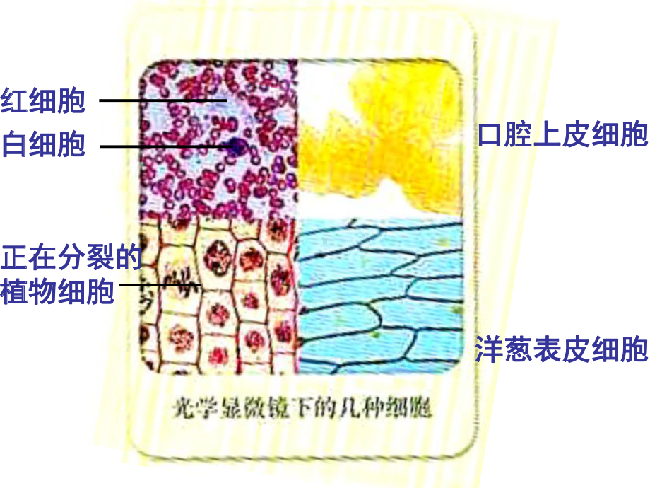 必修细胞的多样性和统一性课件.ppt_第2页