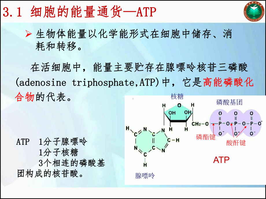 底物水平的磷酸化产生2个ATP课件.ppt_第3页