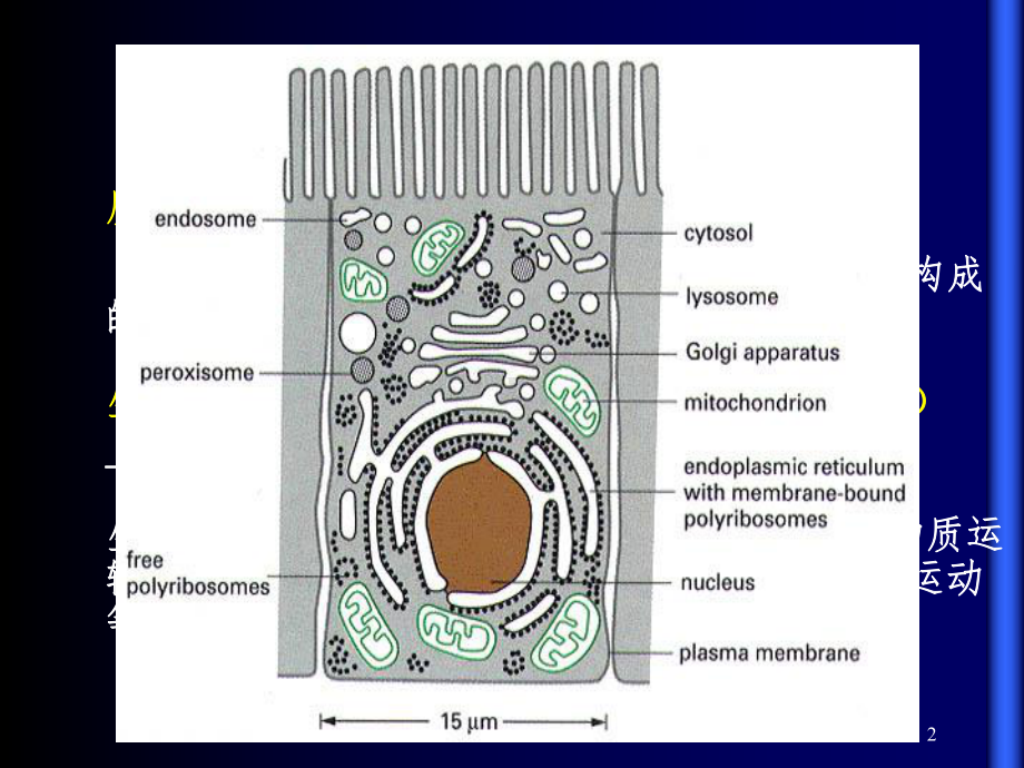 细胞质膜课件.ppt_第2页